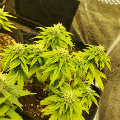 Genética desconhecida growlog timeline photo