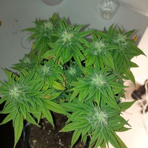 Genética desconhecida growlog timeline photo