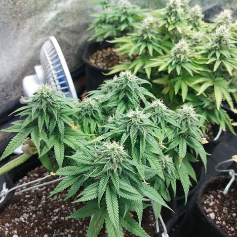 Genética desconhecida growlog timeline photo