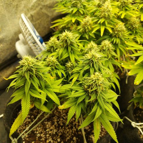 Genética desconhecida growlog timeline photo