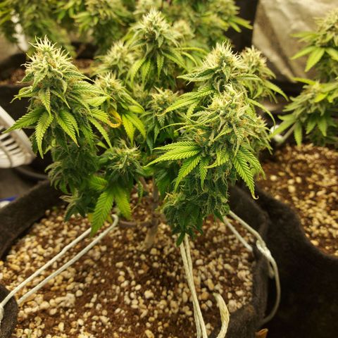 Genética desconhecida growlog timeline photo