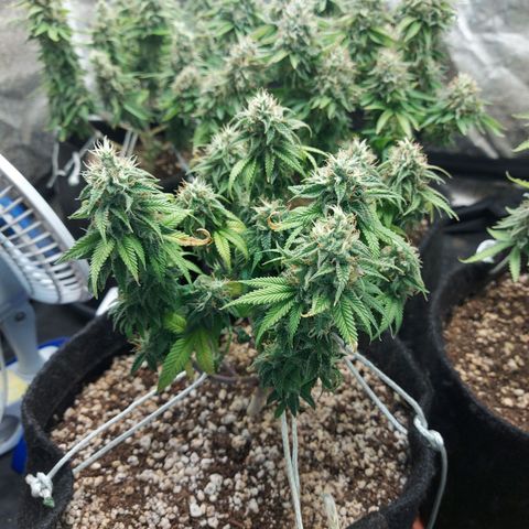 Genética desconhecida growlog timeline photo
