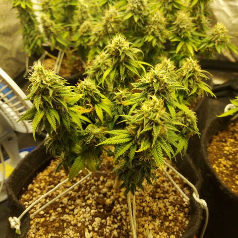 Genética desconhecida growlog timeline photo