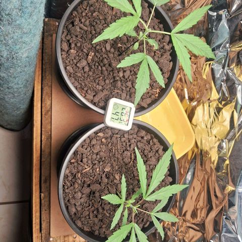 JOANA growlog timeline photo