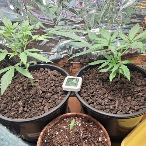 JOANA growlog timeline photo