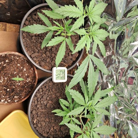 JOANA growlog timeline photo