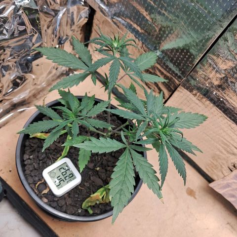 JOANA growlog timeline photo