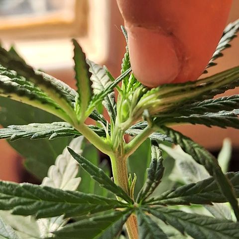 JOANA growlog photo: Mostrou o Sexo! Fêmea 