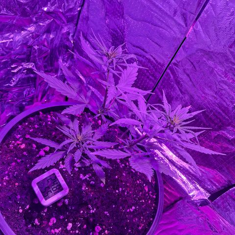 JOANA growlog photo: Joana