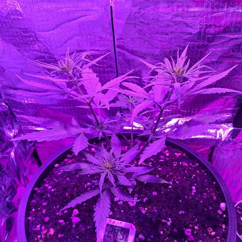 JOANA growlog timeline photo