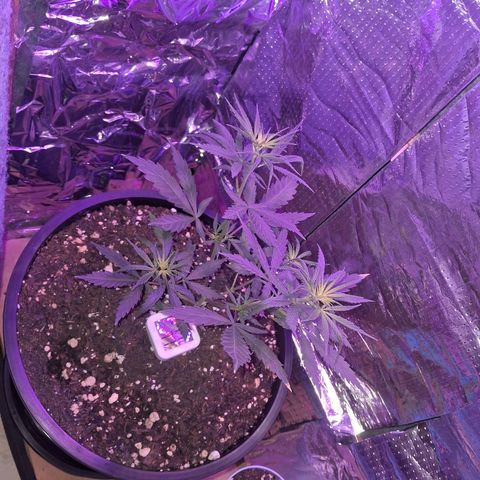 JOANA growlog photo: Pre Flora