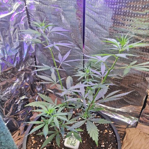 JOANA growlog timeline photo