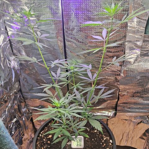 JOANA growlog timeline photo