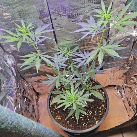 JOANA growlog timeline photo