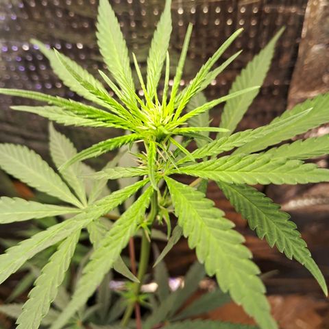 JOANA growlog timeline photo