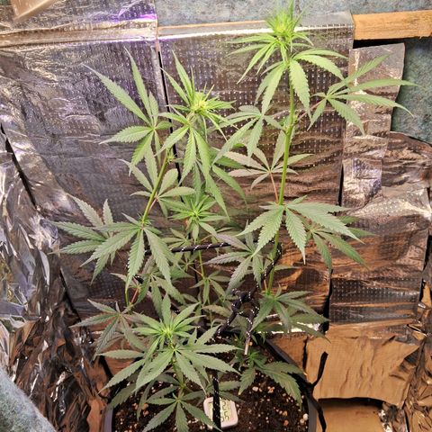 JOANA growlog photo: Tentei fazer umas amarras, pois o groow já estáva no limite vamos ver no que vai dar!! 