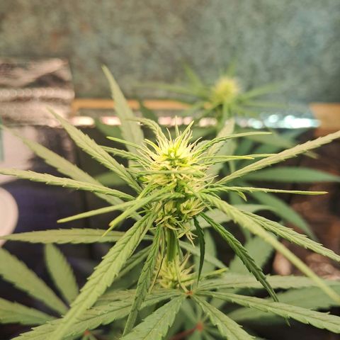 JOANA growlog timeline photo