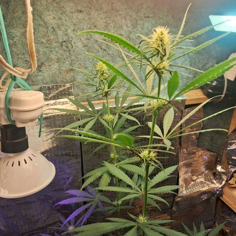 JOANA growlog timeline photo