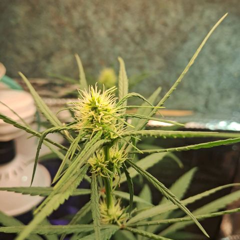 JOANA growlog timeline photo