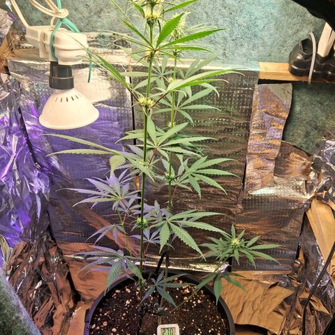 JOANA growlog timeline photo