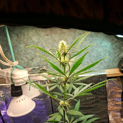 JOANA growlog timeline photo