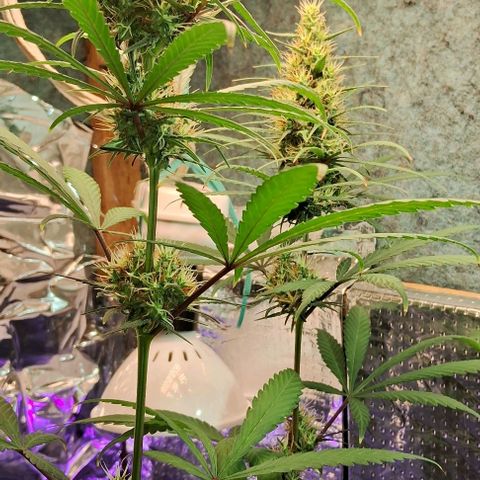 JOANA growlog timeline photo