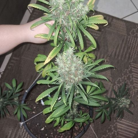 JOANA growlog timeline photo