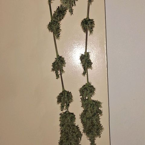 JOANA growlog timeline photo