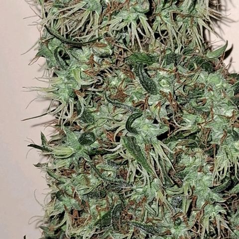 JOANA growlog timeline photo
