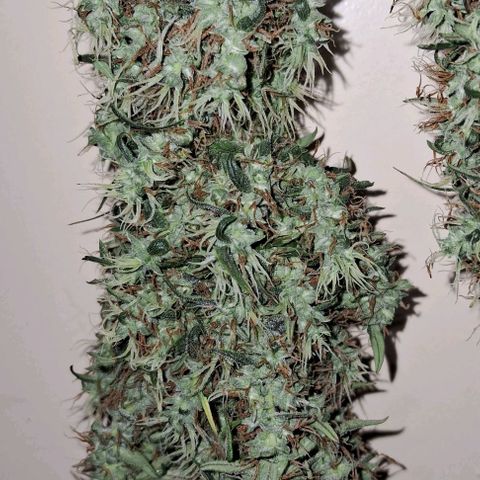 JOANA growlog timeline photo