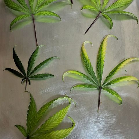 JOANA growlog timeline photo