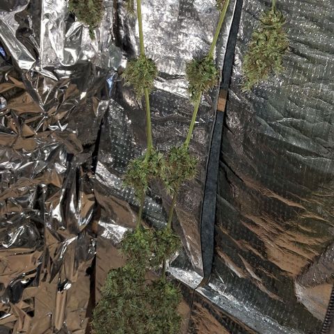 JOANA growlog timeline photo