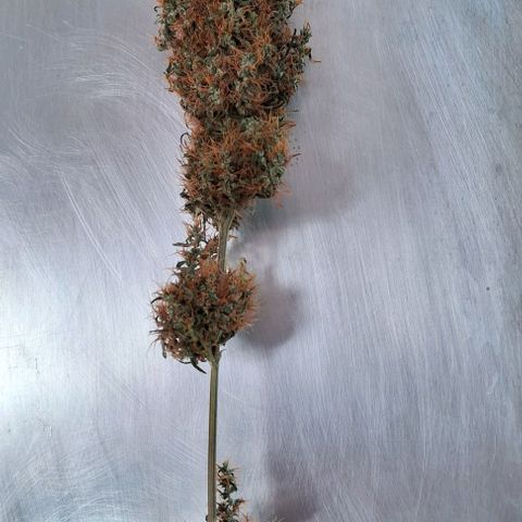 JOANA growlog timeline photo