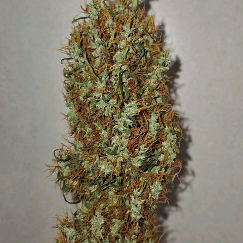 JOANA growlog timeline photo