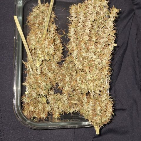 JOANA growlog timeline photo