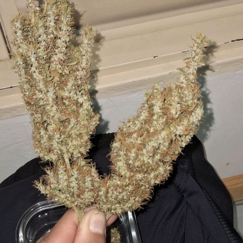 JOANA growlog timeline photo