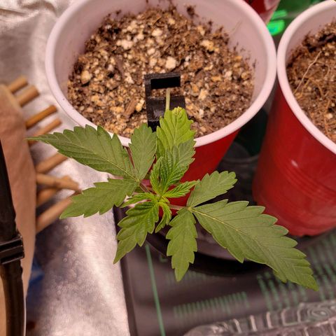 Grapefruit Cookies growlog timeline photo