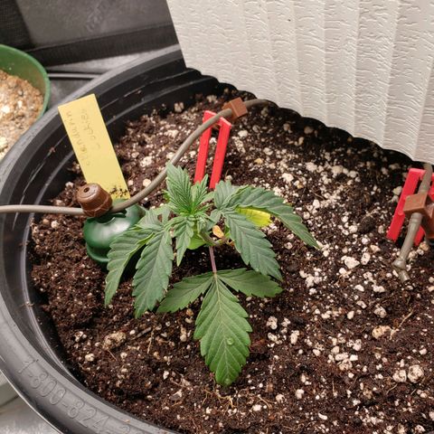 Grapefruit Cookies growlog timeline photo