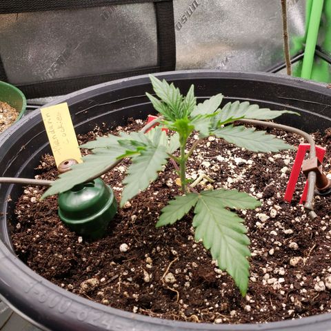 Grapefruit Cookies growlog timeline photo