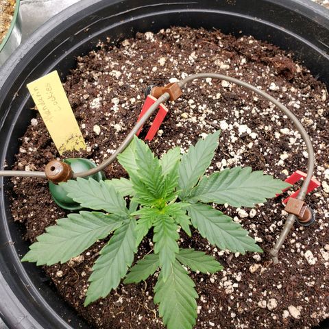 Grapefruit Cookies growlog timeline photo