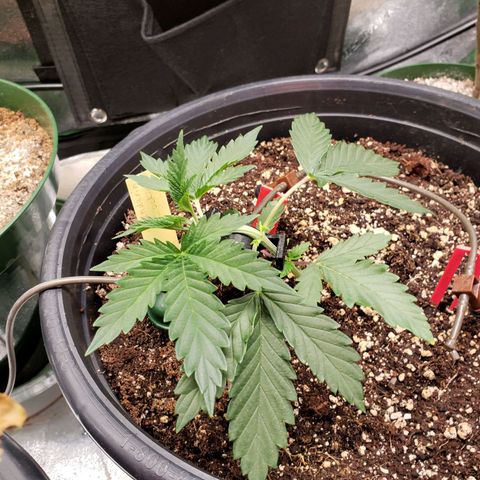 Grapefruit Cookies growlog timeline photo