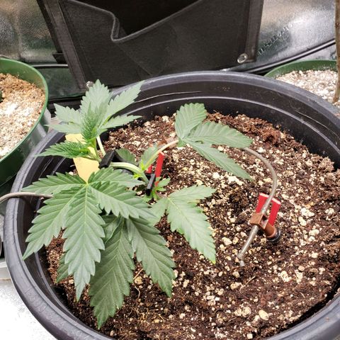 Grapefruit Cookies growlog timeline photo