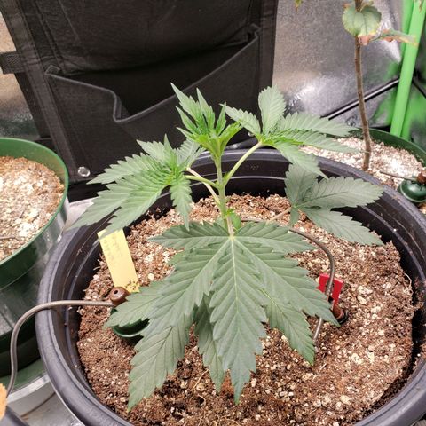 Grapefruit Cookies growlog timeline photo