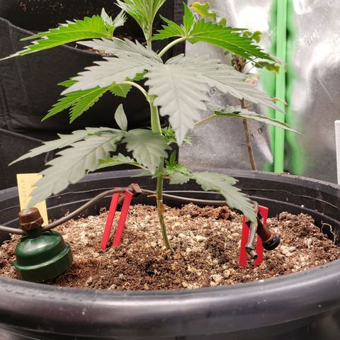 Grapefruit Cookies growlog timeline photo