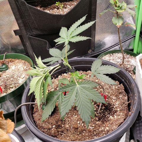 Grapefruit Cookies growlog timeline photo
