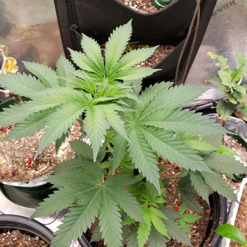 Grapefruit Cookies growlog timeline photo
