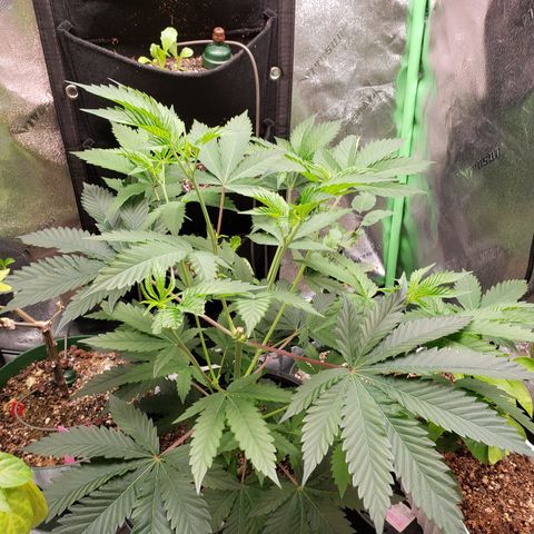 Grapefruit Cookies growlog timeline photo