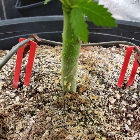 Grapefruit Cookies growlog photo: Air roots