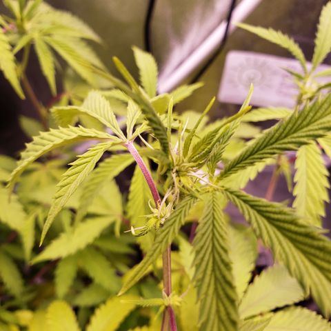 Grapefruit Cookies growlog timeline photo