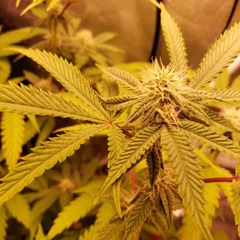 Grapefruit Cookies growlog timeline photo